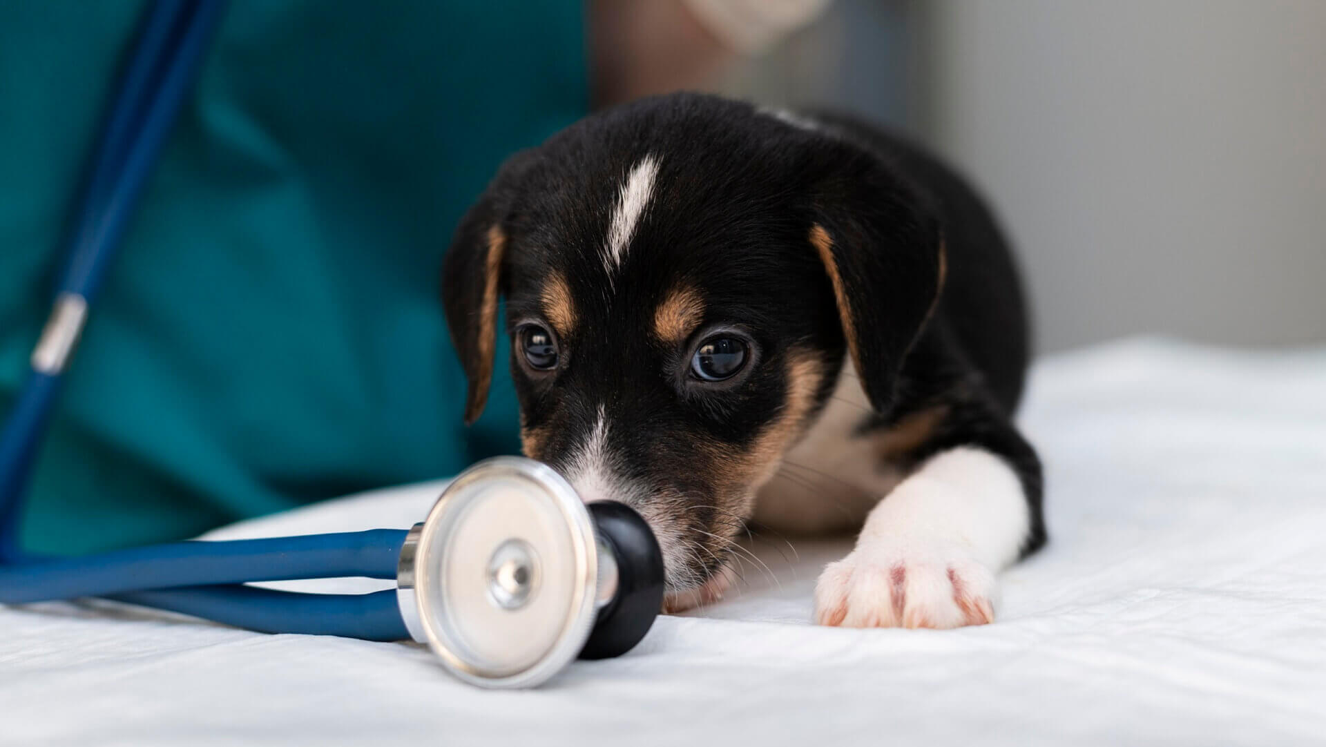 a puppy with a stethoscope