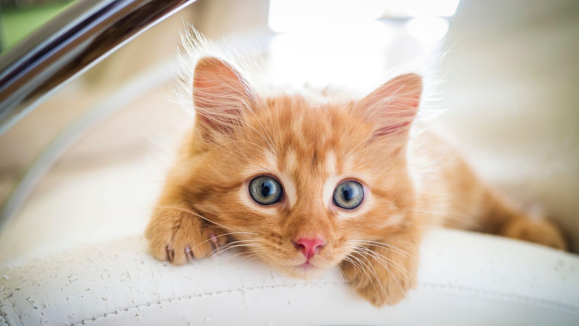 a cat lying on a white surface