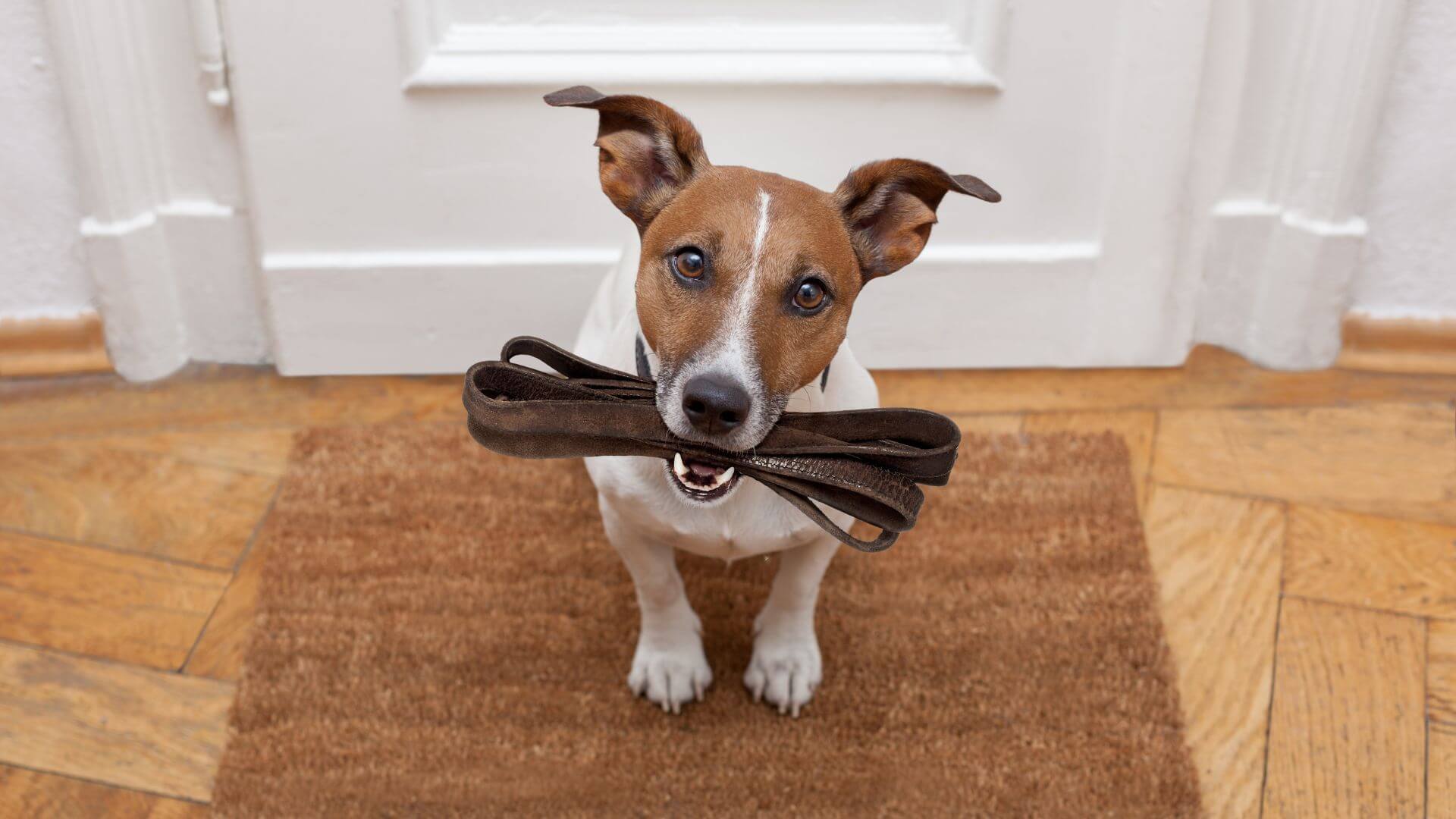 a dog holding a leash in its mouth