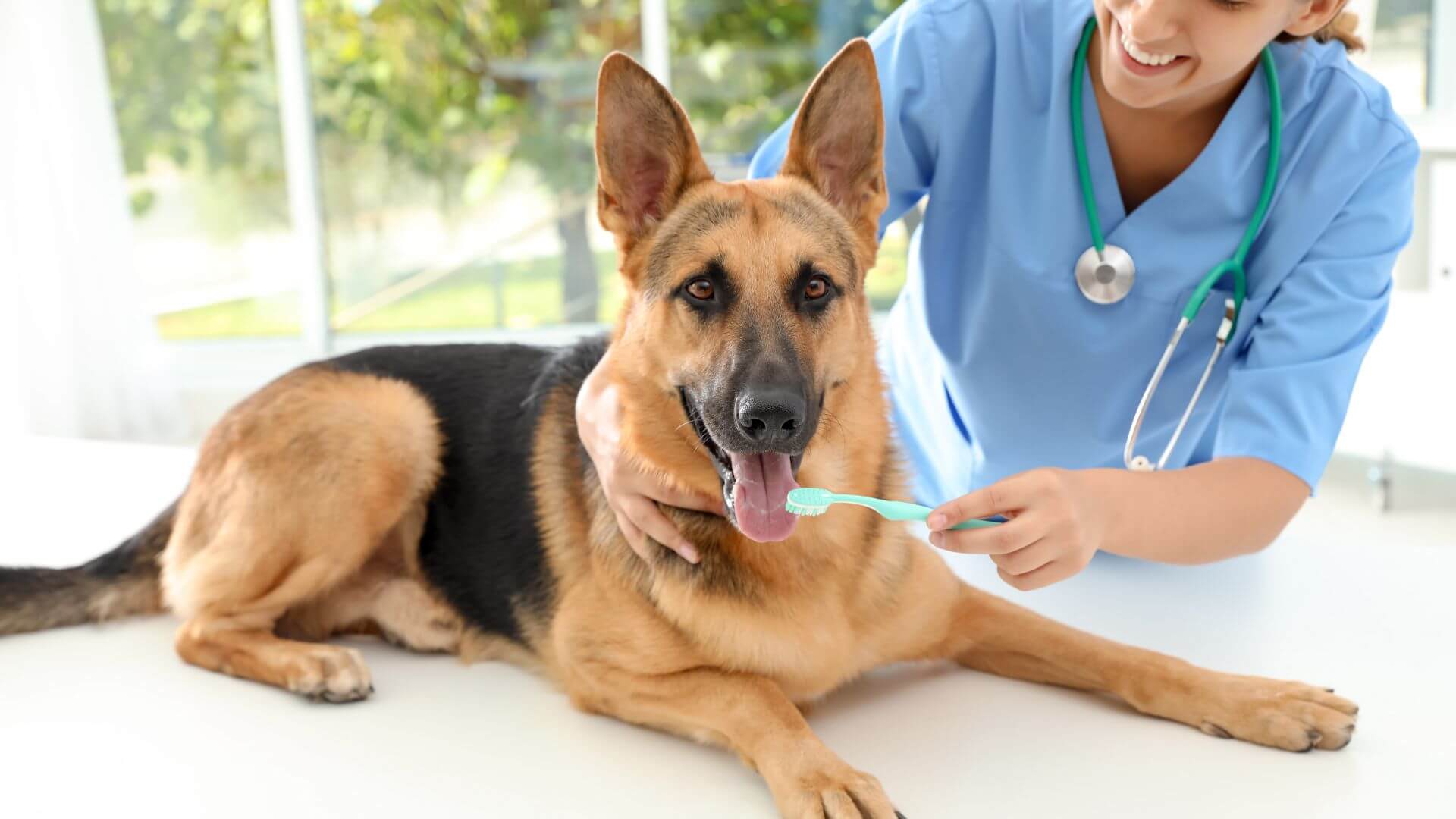 a vet brushing a dog's teeth