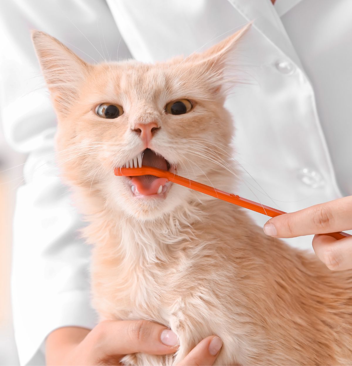 a vet brushing a cat's teeth