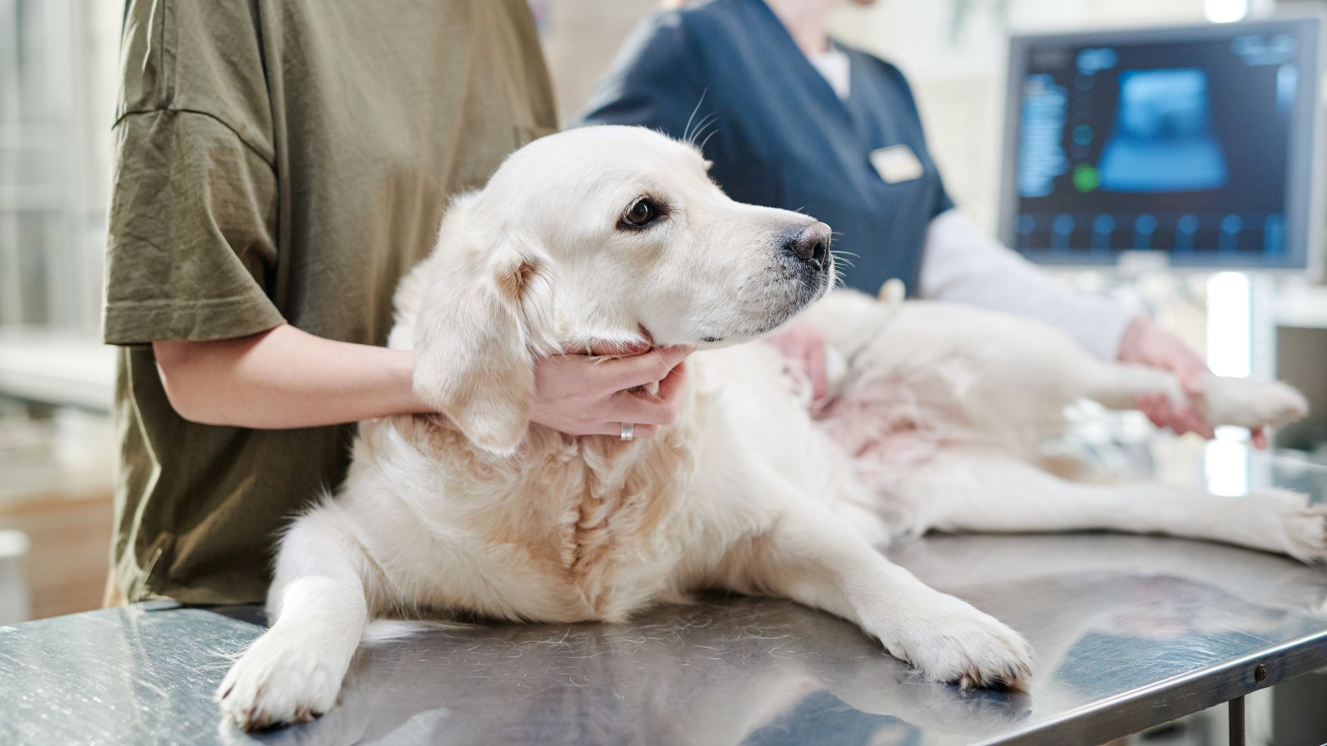 a vet examining a dog with an ultrasound