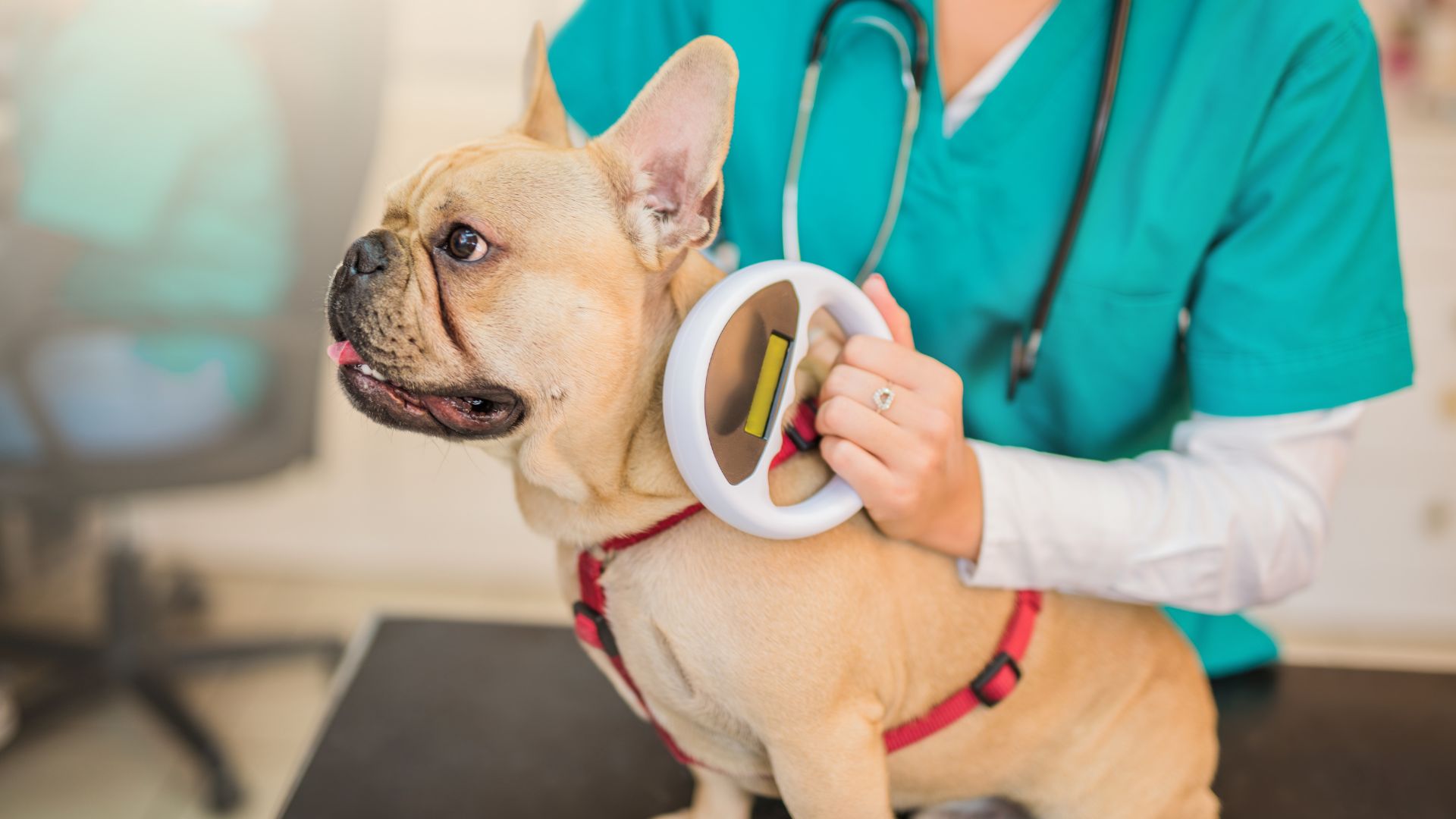 a vet scanning the microchip of a young bulldog