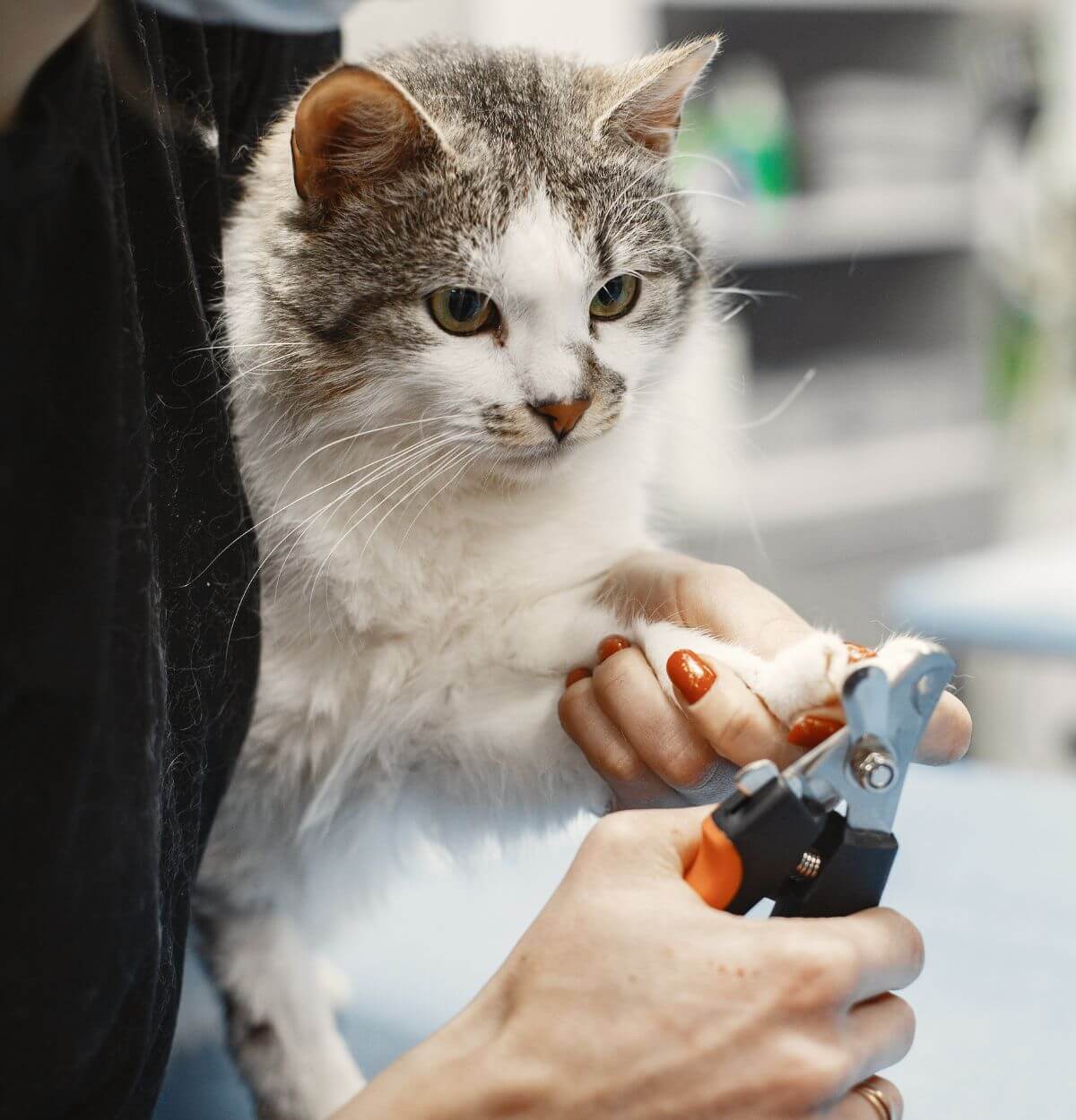 a vet cutting a cat's nails