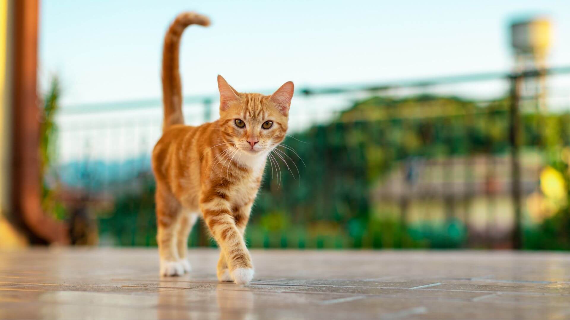 a cat walking on a tile surface