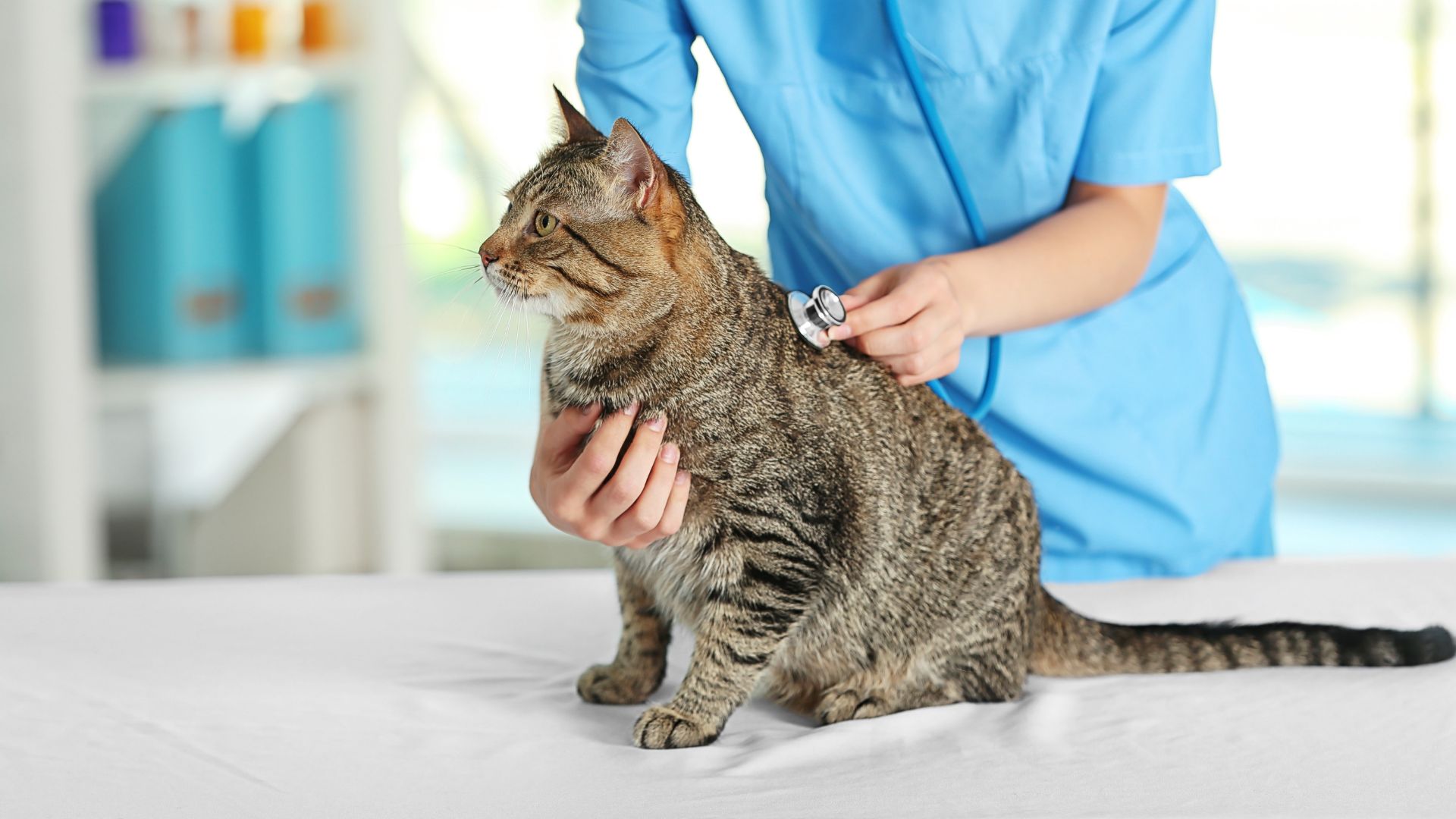 a vet using a stethoscope to check a cat