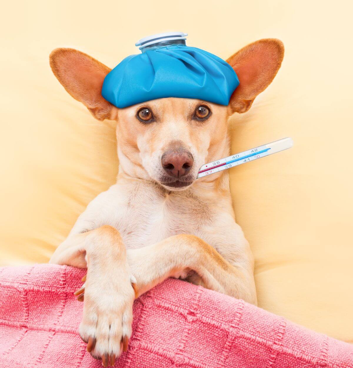 Pet sick visits inner image a dog with a thermometer
