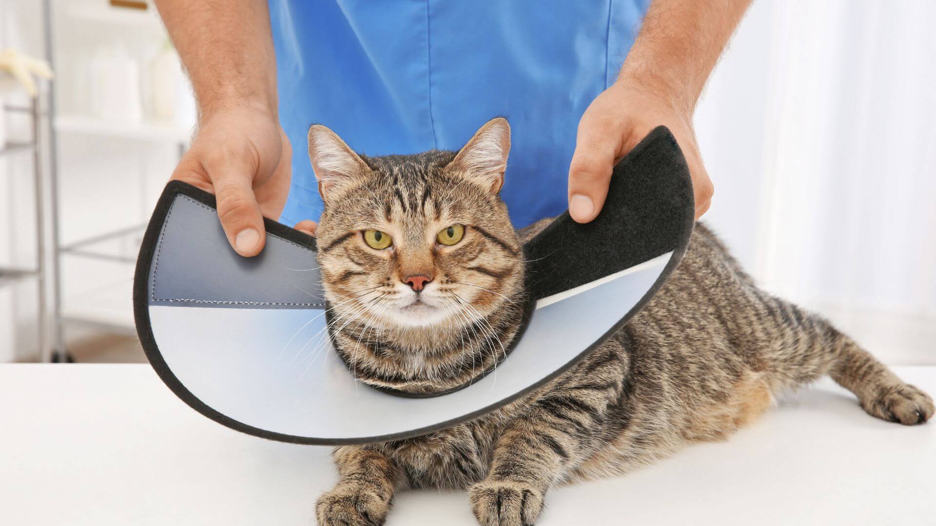 a cat with a cone around its neck