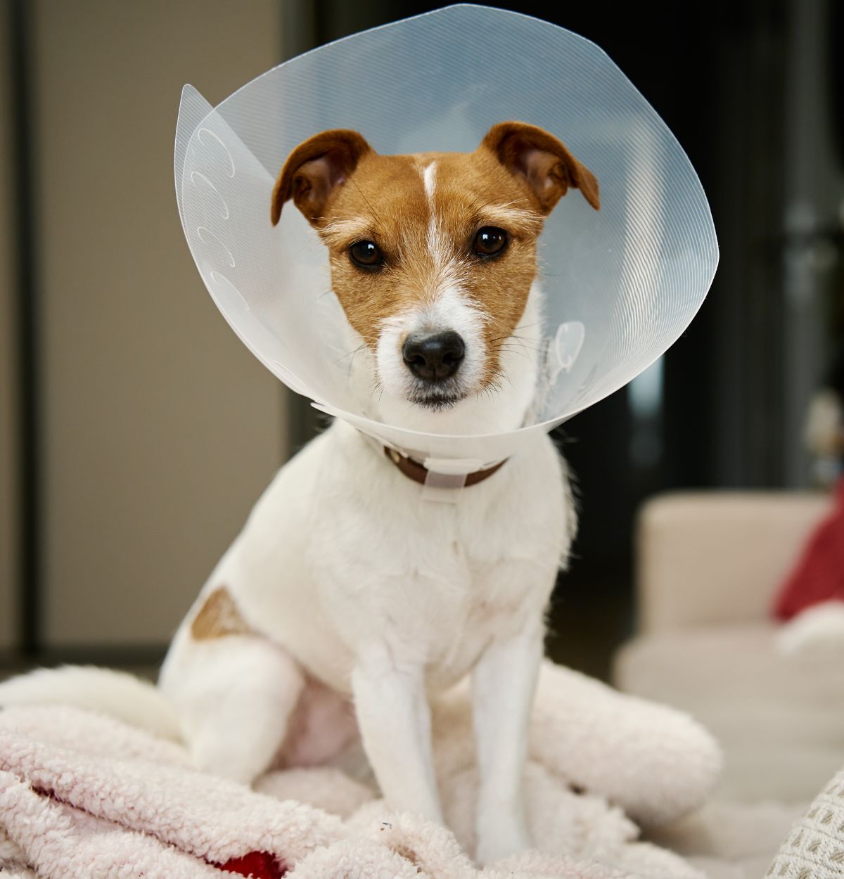 a dog with a cone around its neck