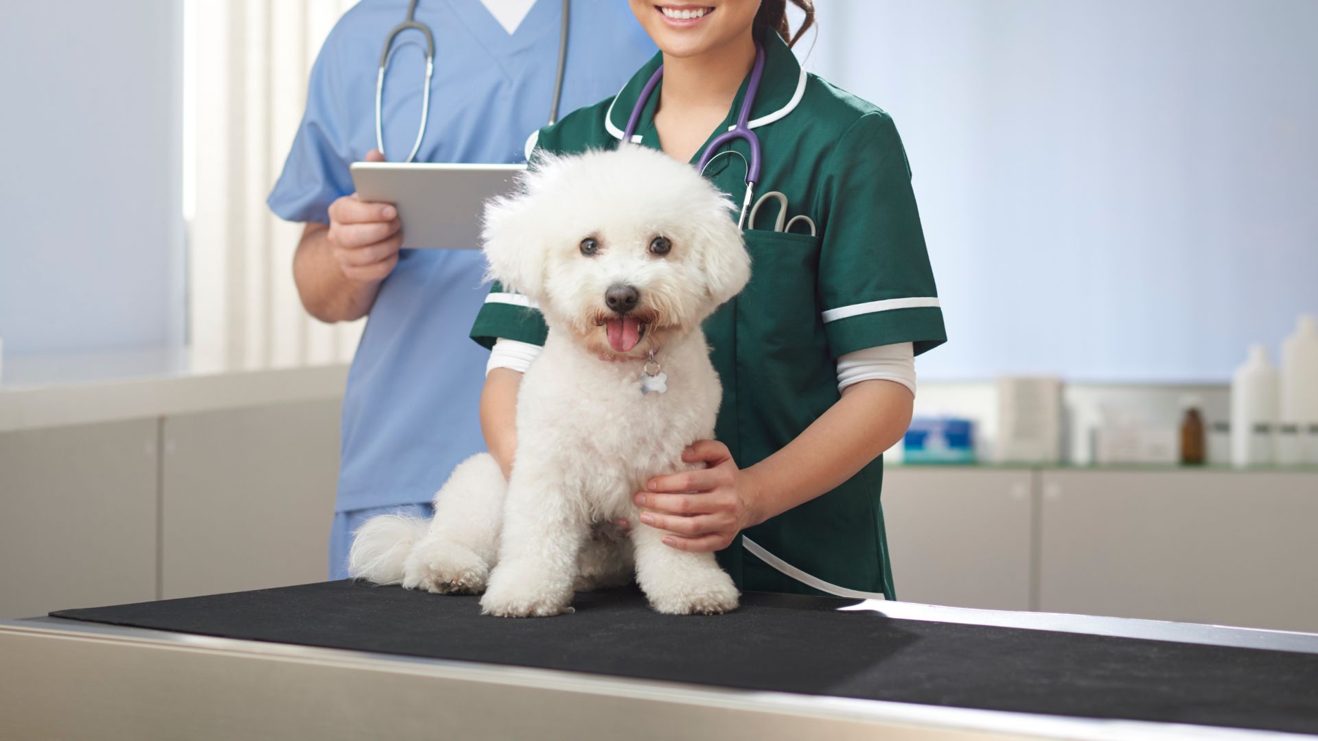 a dog on a table with a vet