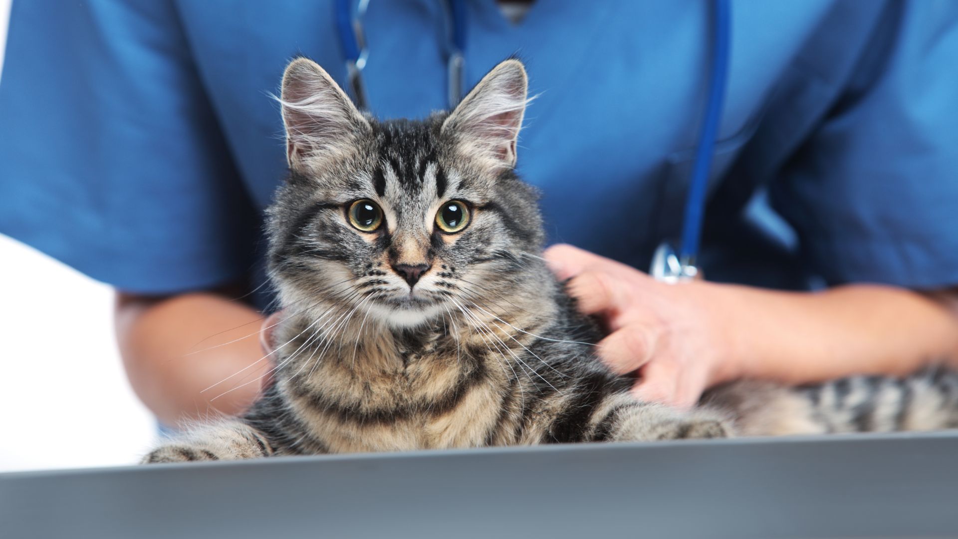 a cat being petted by a veterinarian