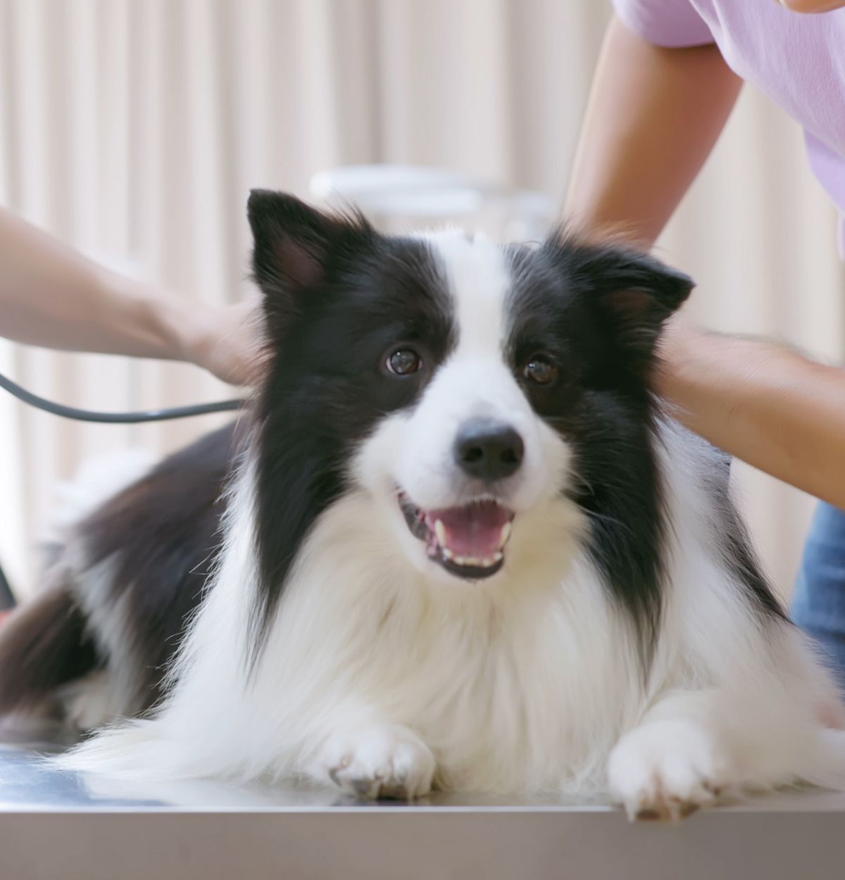 a dog lying on a table