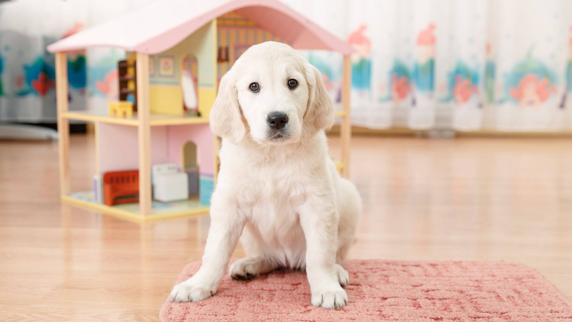 a dog sitting on a rug