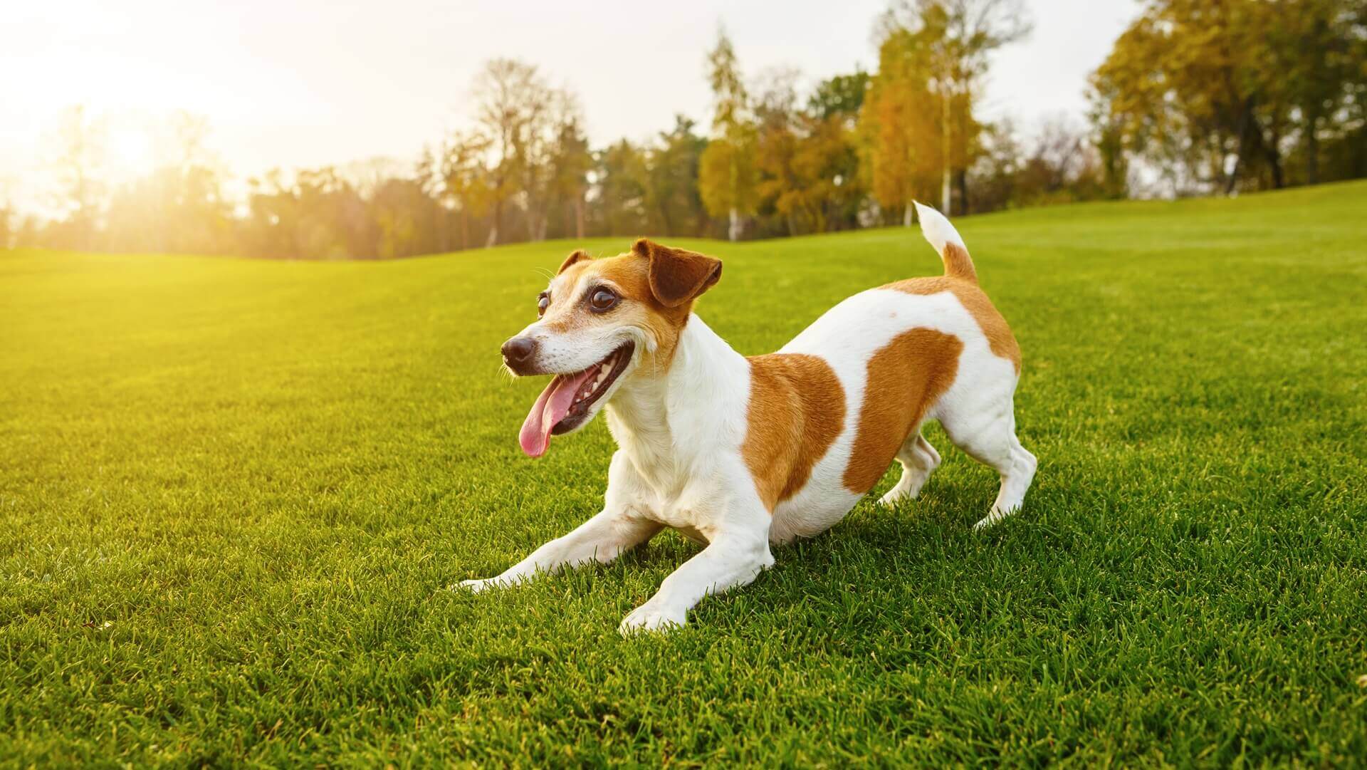 Veterinarian Reviews In Fremantle WA | Pack And Clowder Vets