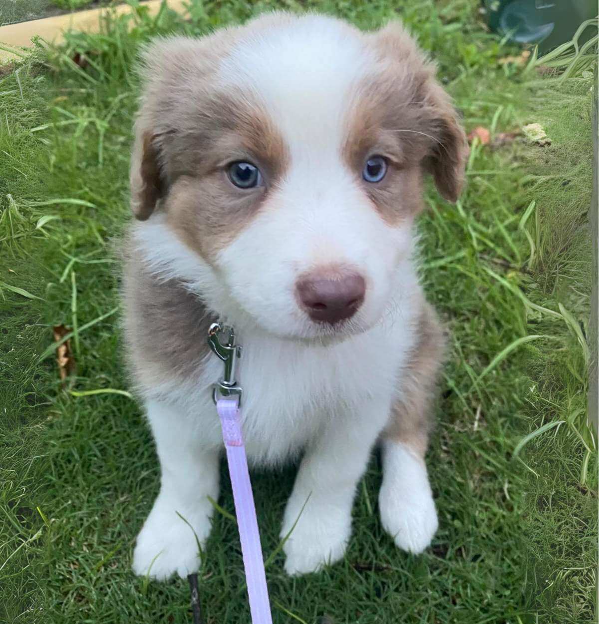 blue eye puppy with pink leash